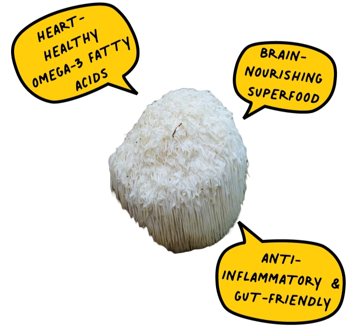 Lion's Mane Mushroom